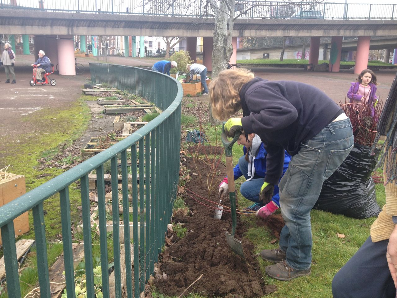 planting-dogwood